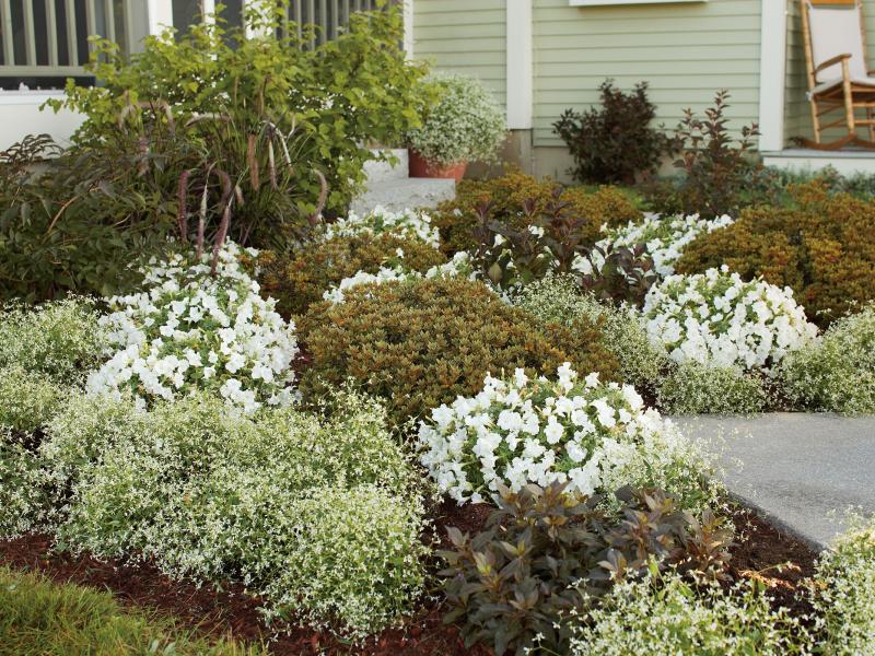Create A Moon Garden | White And Silver Plant, Gardening