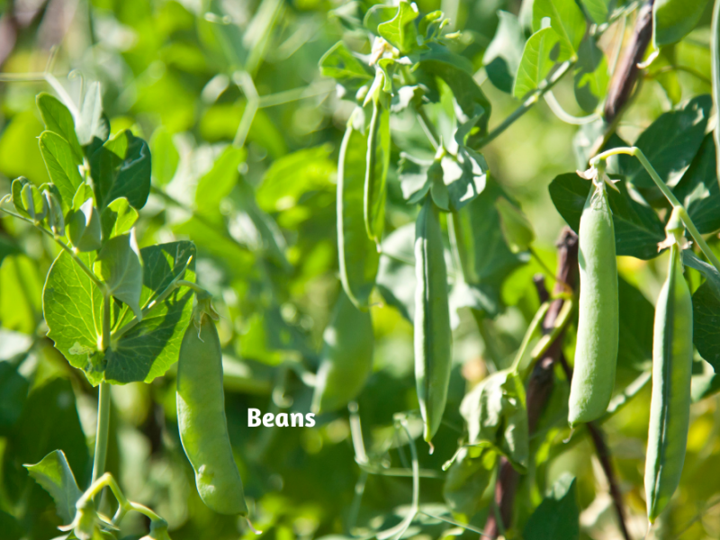 Companion Plants For Tomatoes | Vegetable, Gardening | Blooming Secrets