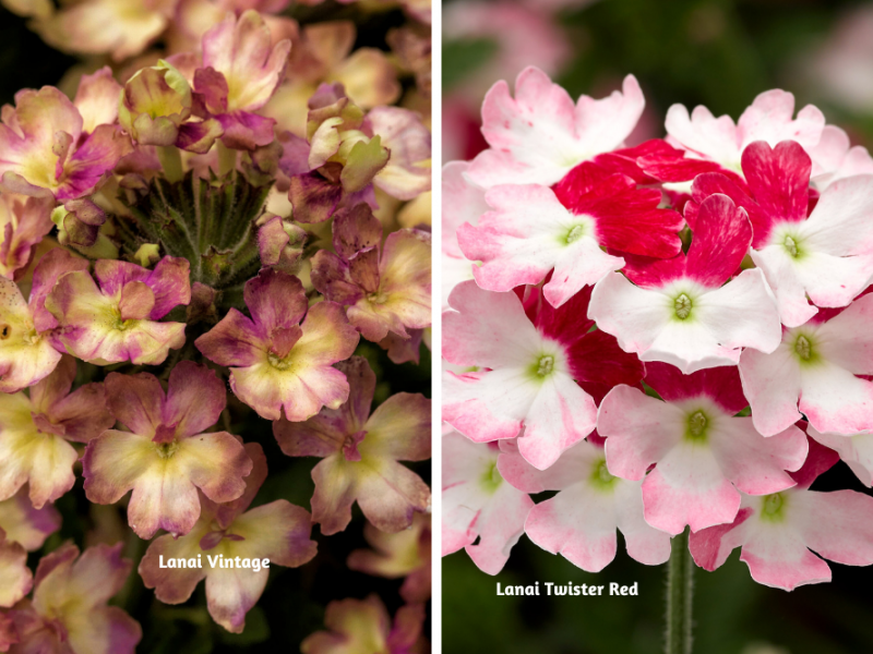 Growing Verbena In The Garden Flower, Plant, Gardening Blooming Secrets