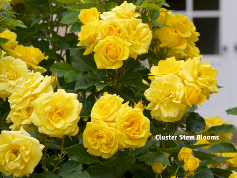 Deadheading Roses Rose, Flowers, Gardening Blooming Secrets