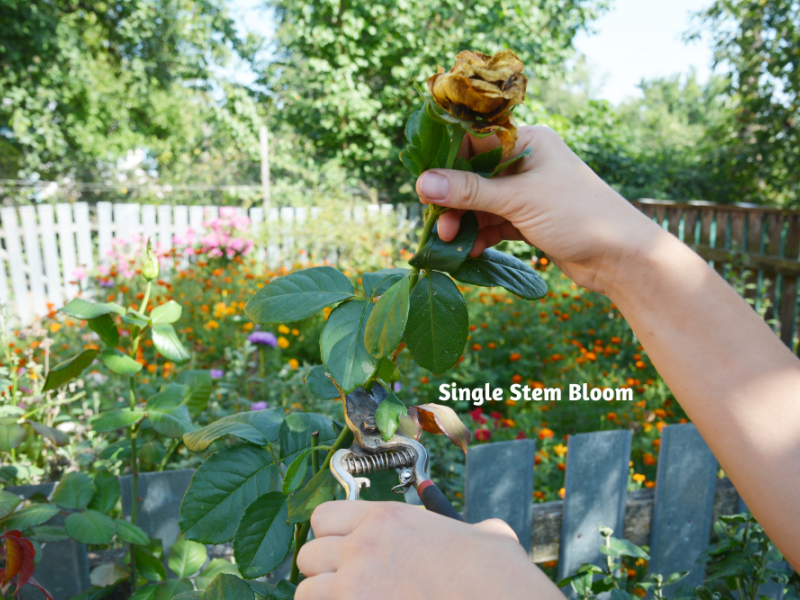 Deadheading Roses Rose, Flowers, Gardening Blooming Secrets