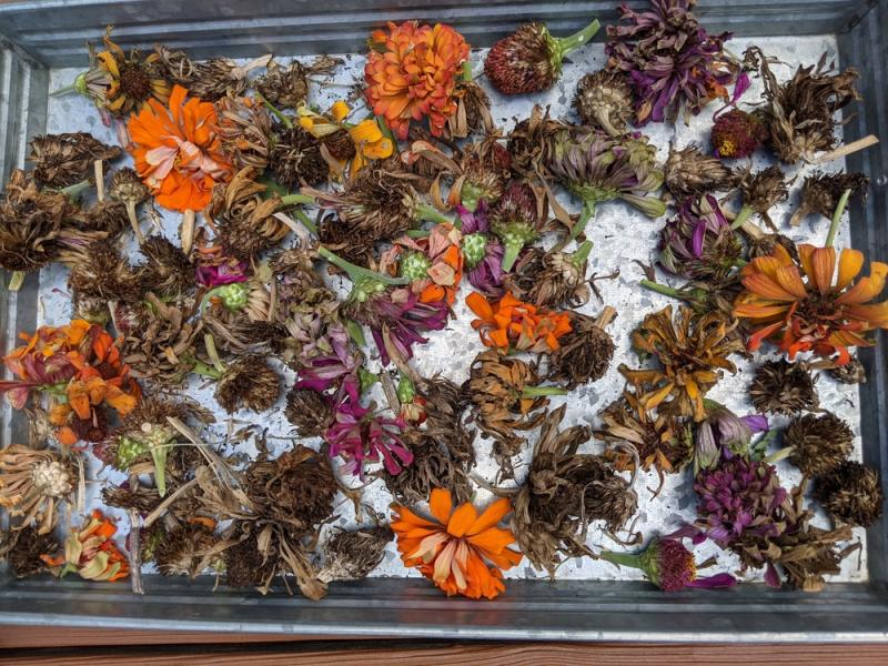 Harvesting Zinnia Seeds Flowers, Seeds, Gardening Blooming Secrets