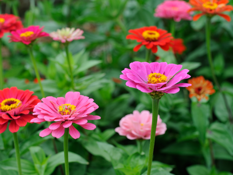 Harvesting Zinnia Seeds Flowers, Seeds, Gardening Blooming Secrets