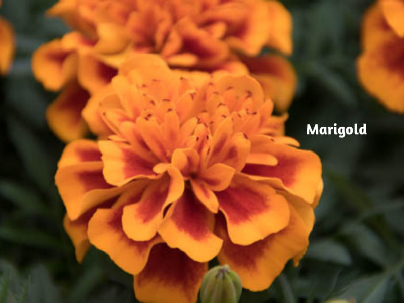 Top Annuals For 2022 Flower, Annual, Plants, Gardening Blooming Secrets