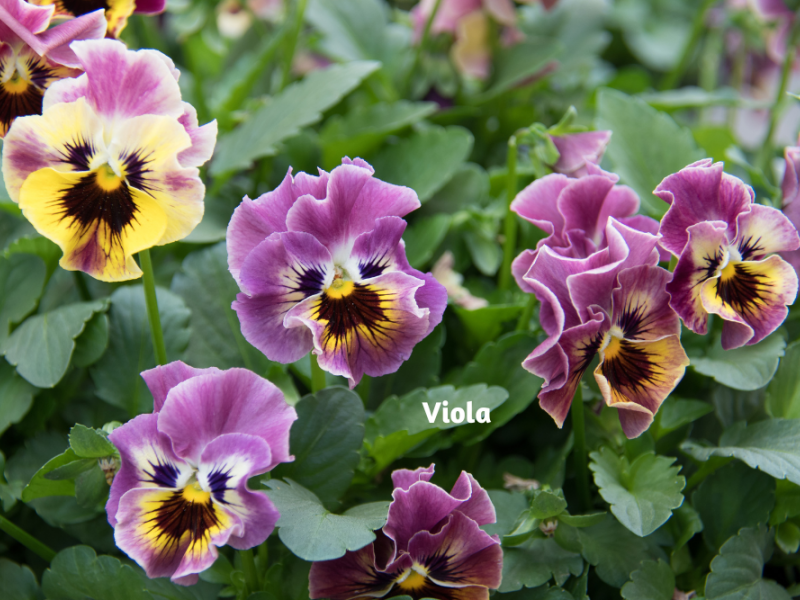 Top Annuals For 2022 Flower, Annual, Plants, Gardening Blooming Secrets