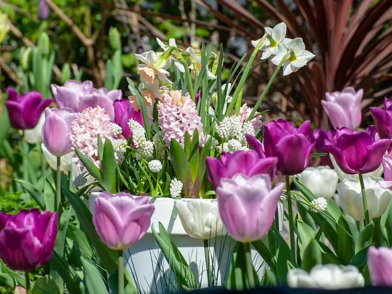 Flower Bulbs Create A Beautiful Spring Garden Garden Blooming Secrets