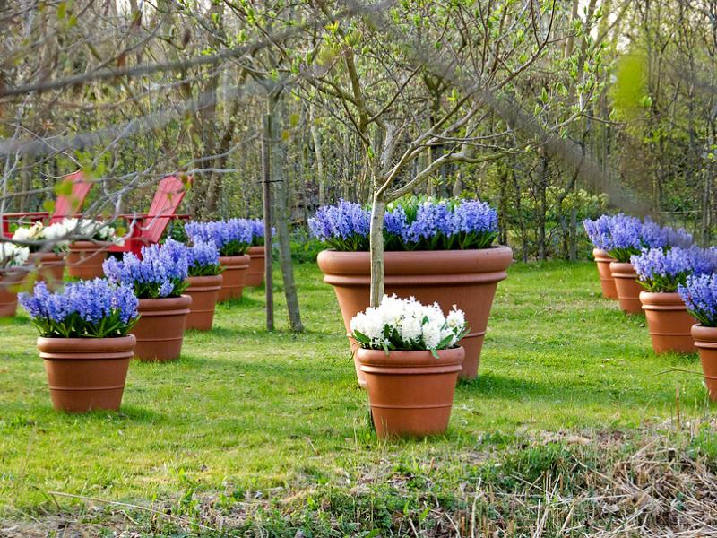 Flower Bulbs Create A Beautiful Spring Garden Garden Blooming Secrets