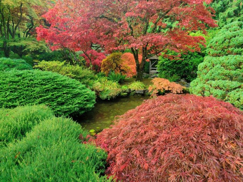 Growing Japanese Maple Trees Tree, Plant, Gardening Blooming Secret