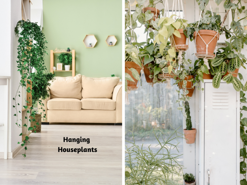 Home Décor With Indoor Plants Plants, Indoor Gardening Blooming Secrets