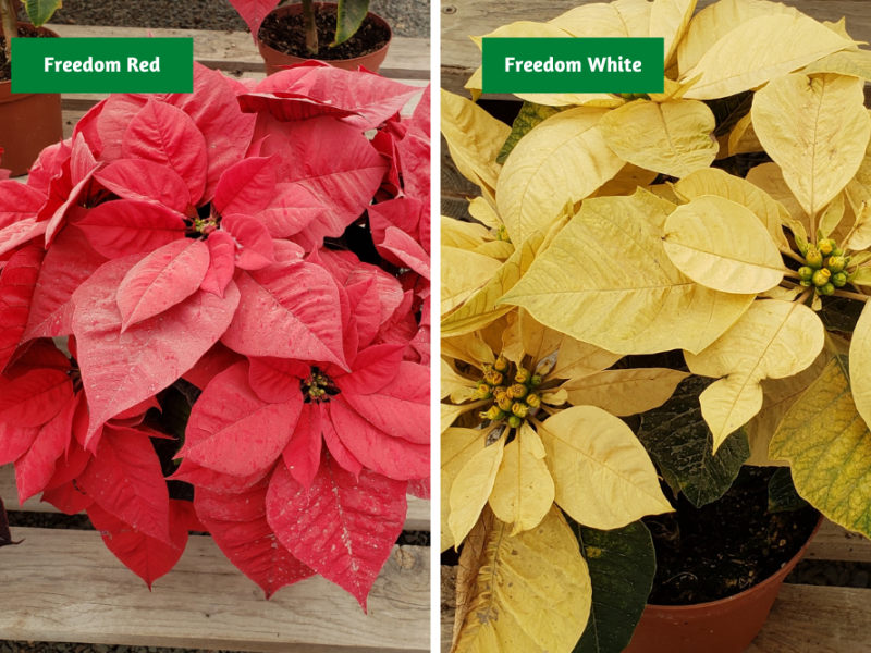 Different Poinsettia Varieties Flowers, Gardening Blooming Secrets