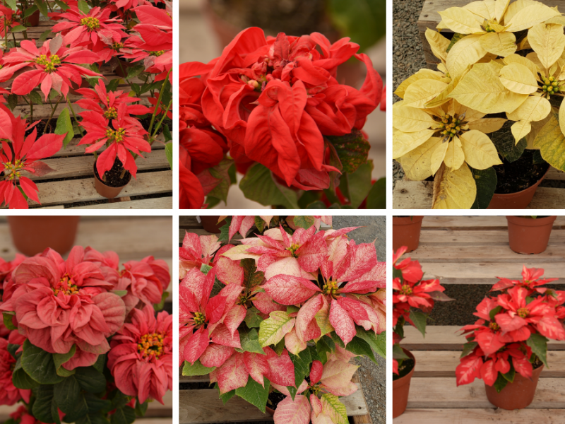 Different Poinsettia Varieties | Flowers, Gardening | Blooming Secrets