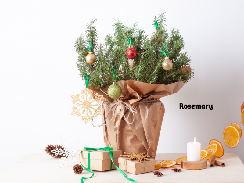 Alternative Holiday Plants Plants, Indoor Gardening Blooming Secrets