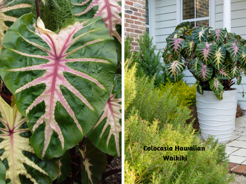 New Plants For 2023 Flowers, Plants, Gardening Blooming Secrets