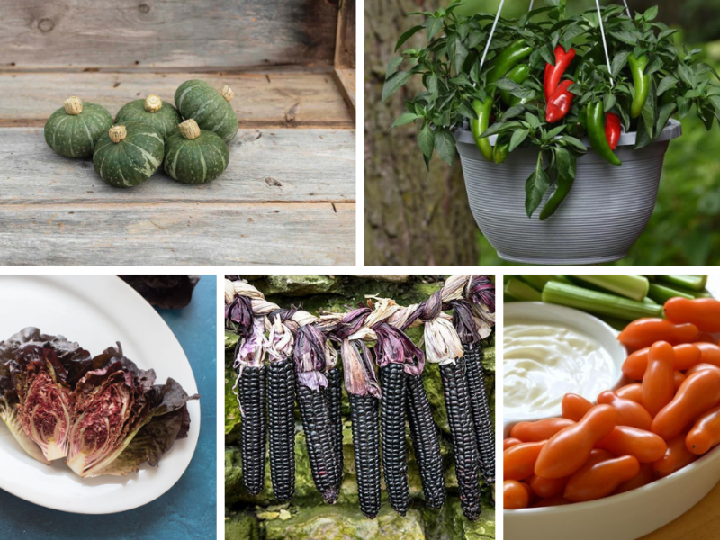 5 Vegetables To Grow From Seed Vegetables, Gardening Blooming Secrets