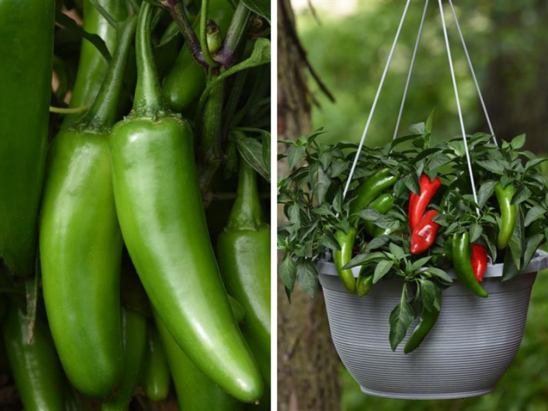 5 Vegetables To Grow From Seed Vegetables, Gardening Blooming Secrets