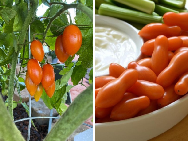 5 Vegetables To Grow From Seed Vegetables, Gardening Blooming Secrets