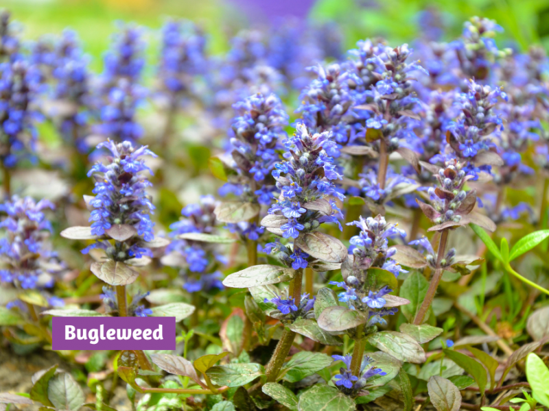 Spring Flowering Ground Covers Flowers, Gardening Blooming Secrets