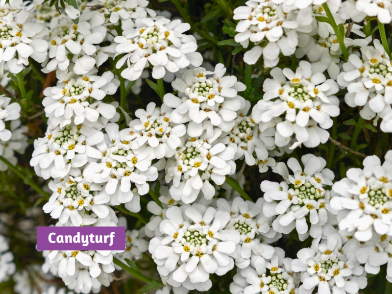 Spring Flowering Ground Covers Flowers, Gardening Blooming Secrets