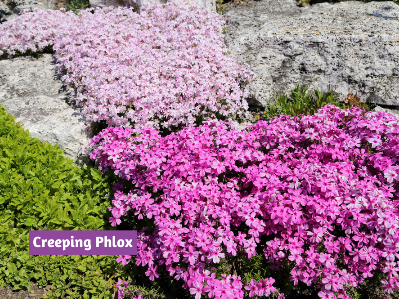 Spring Flowering Ground Covers Flowers, Gardening Blooming Secrets
