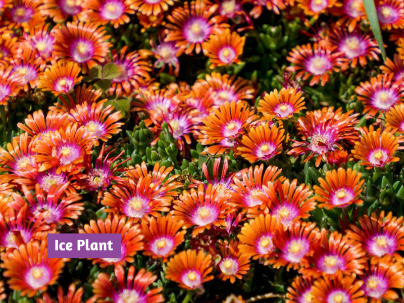 Spring Flowering Ground Covers Flowers, Gardening Blooming Secrets