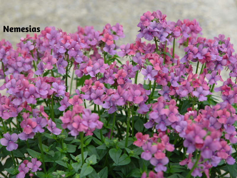 Colorful Cool Weather Flowers Flower, Plant, Gardening Blooming Secrets