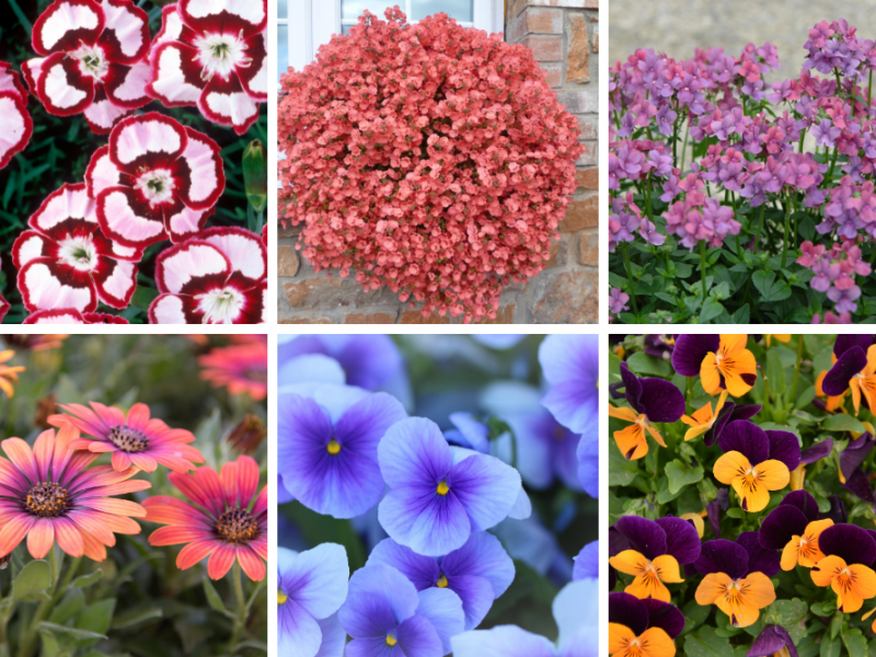 Colorful Cool Weather Flowers Flower, Plant, Gardening Blooming Secrets