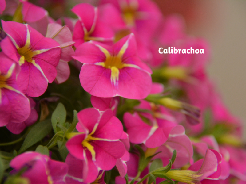 Colorful LongLasting Blooms Flower, Plant, Gardening Blooming Secrets