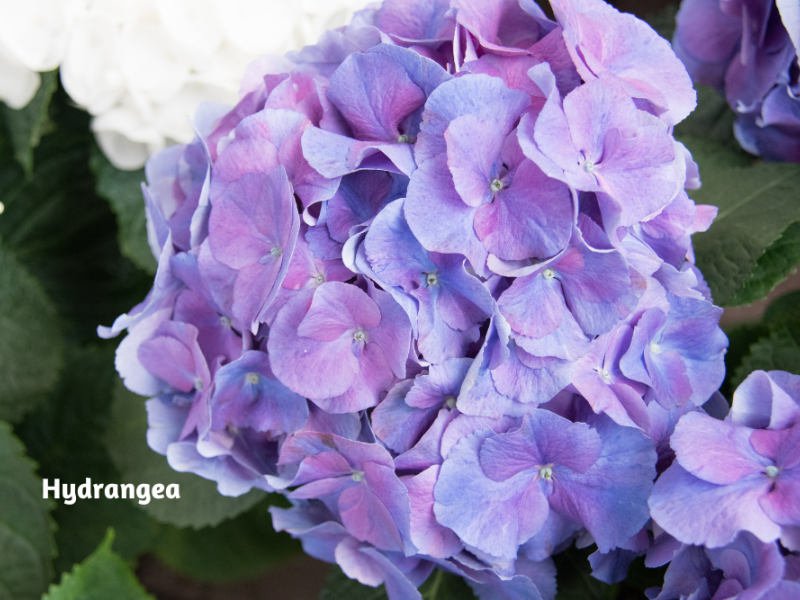 Colorful LongLasting Blooms Flower, Plant, Gardening Blooming Secrets