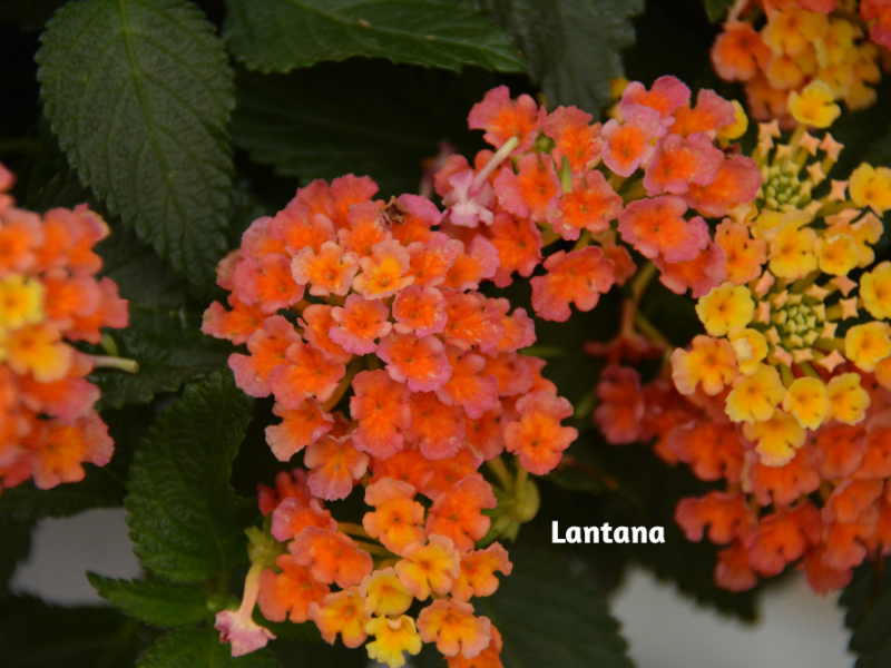 Colorful LongLasting Blooms Flower, Plant, Gardening Blooming Secrets