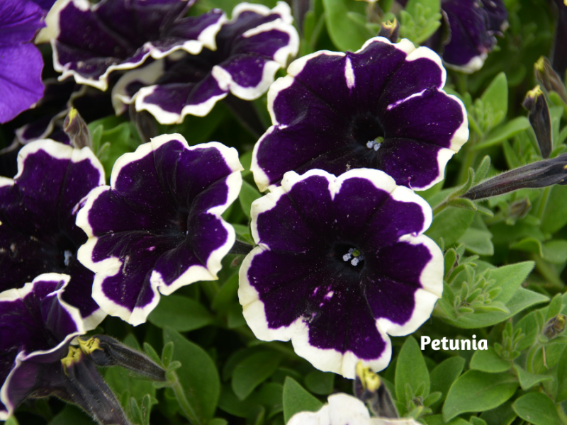 Colorful LongLasting Blooms Flower, Plant, Gardening Blooming Secrets