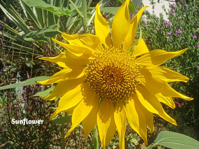Colorful LongLasting Blooms Flower, Plant, Gardening Blooming Secrets