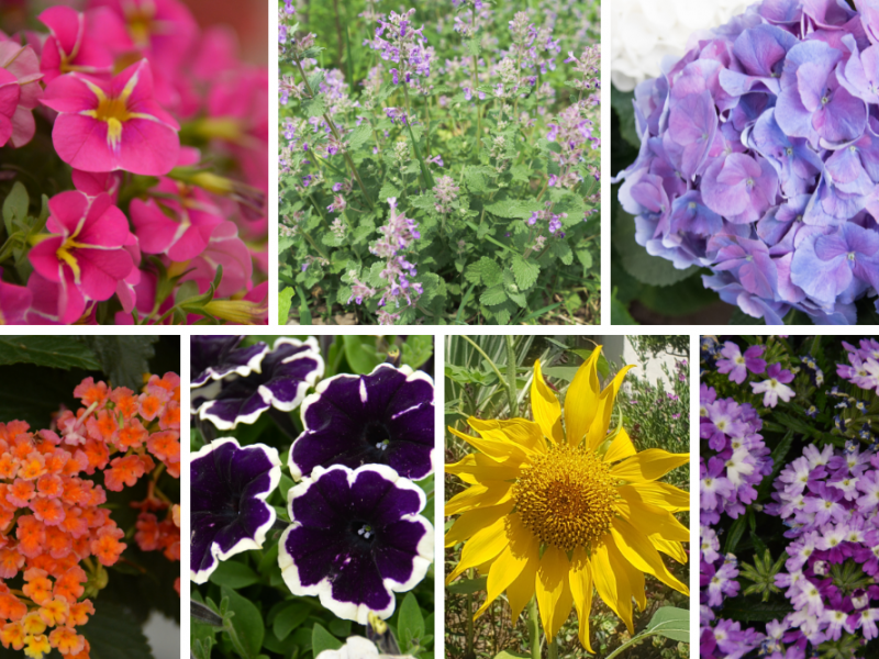Colorful LongLasting Blooms Flower, Plant, Gardening Blooming Secrets