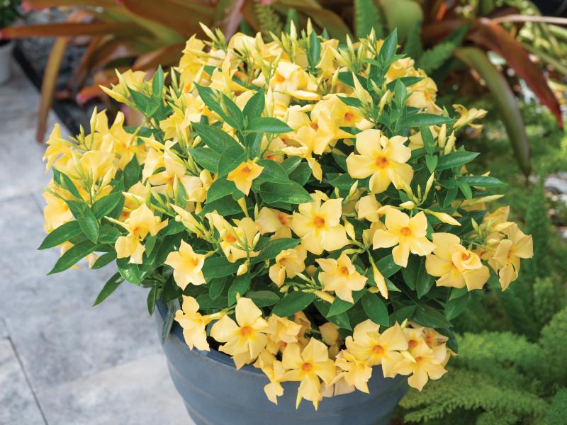 Growing Mandevilla Plants Flower, Vine, Gardening Blooming Secrets