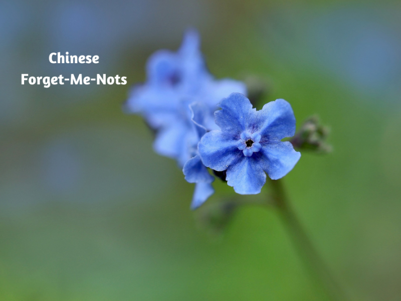 Hardy Annual Flowers Annuals, Flowers, Garden Blooming Secrets