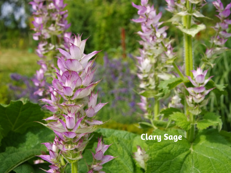 Hardy Annual Flowers Annuals, Flowers, Garden Blooming Secrets