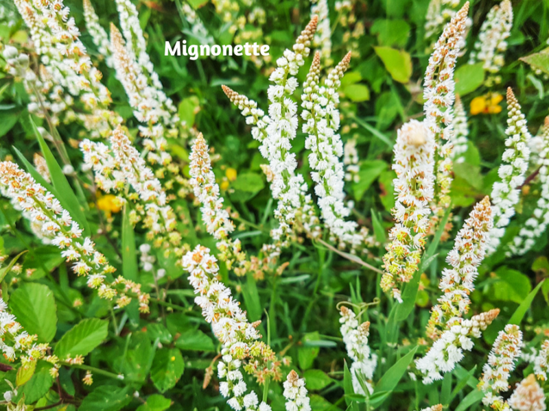 Hardy Annual Flowers Annuals, Flowers, Garden Blooming Secrets