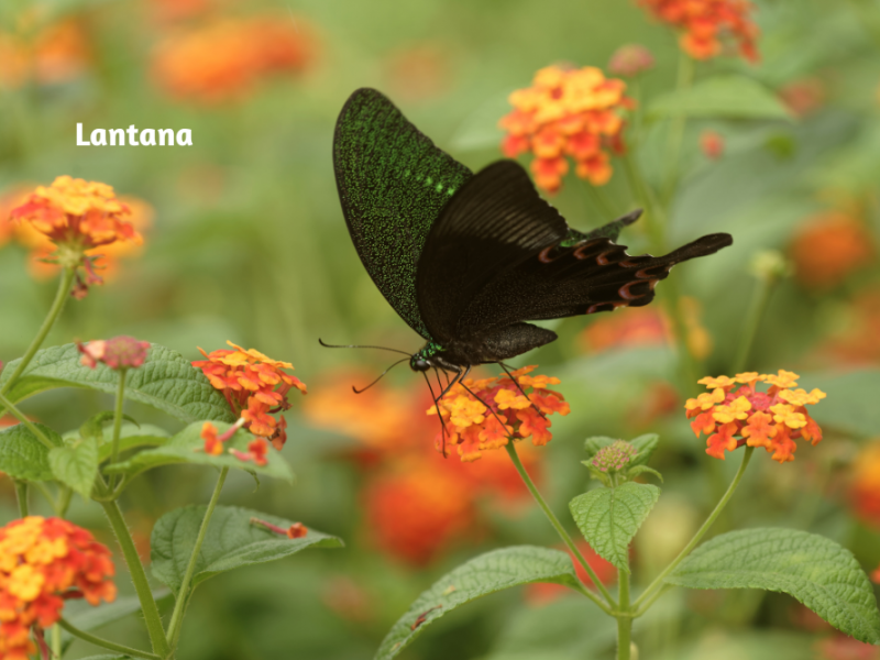 Colorful Flowers That Attract Pollinators Gardening Blooming Secrets