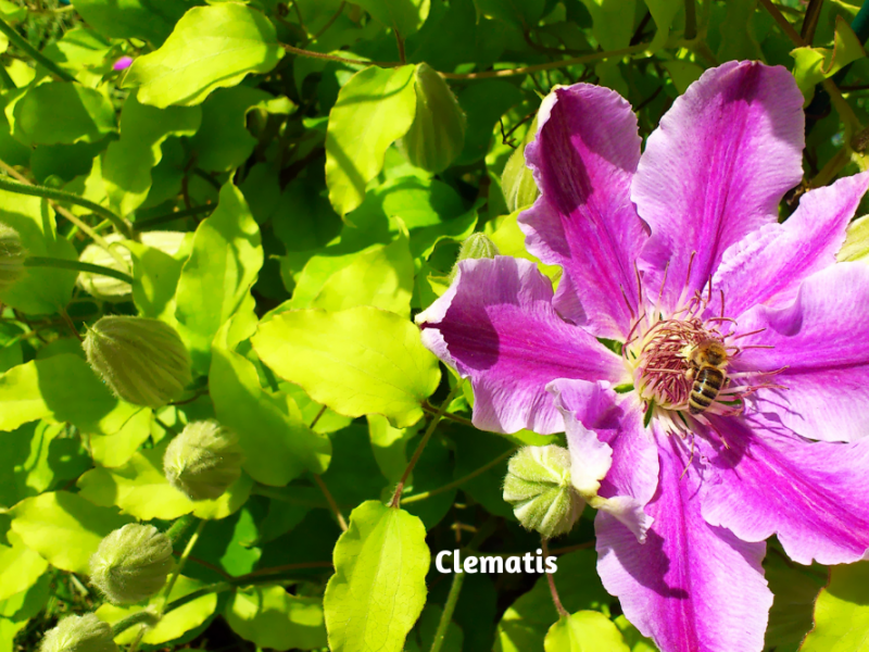 Colorful Flowers That Attract Pollinators Gardening Blooming Secrets