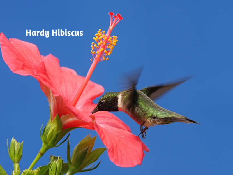 Colorful Flowers That Attract Pollinators Gardening Blooming Secrets