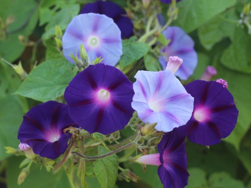 Growing Morning Glory Plants Vine, Flowers, Gardening Blooming Secrets