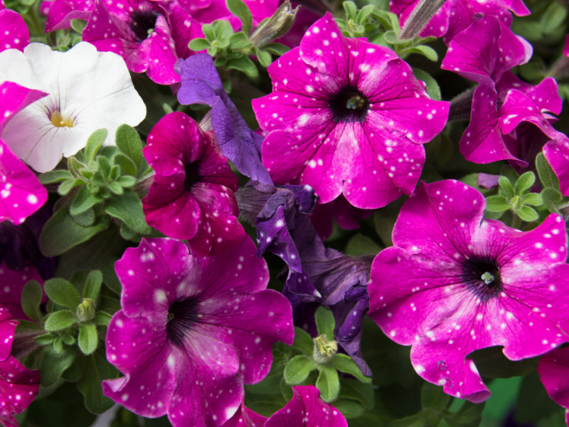 Keeping Calibrachoa And Petunias Blooming Gardening Blooming Secrets