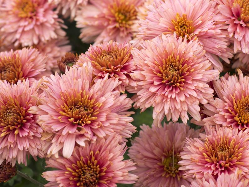 Get Long Lasting Chrysanthemum Blooms Flower, Garden Blooming Secrets