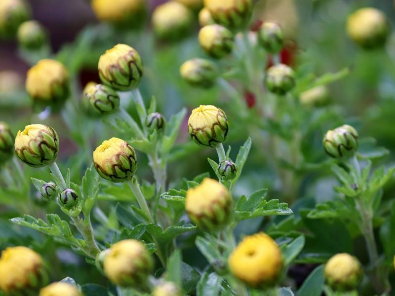 Get Long Lasting Chrysanthemum Blooms Flower, Garden Blooming Secrets