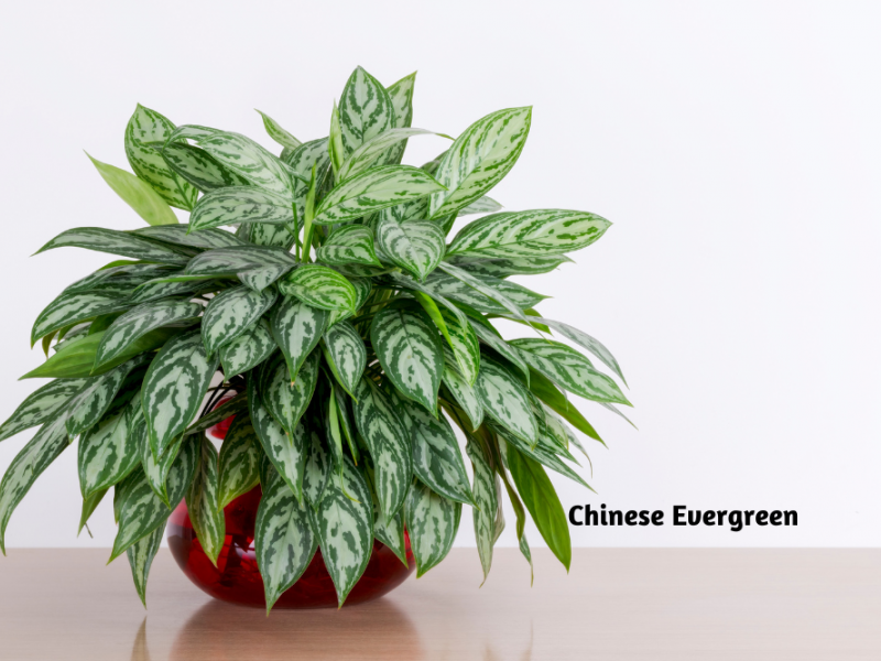 Growing Low Light Indoor Plants | Plants, Gardening | Blooming Secrets