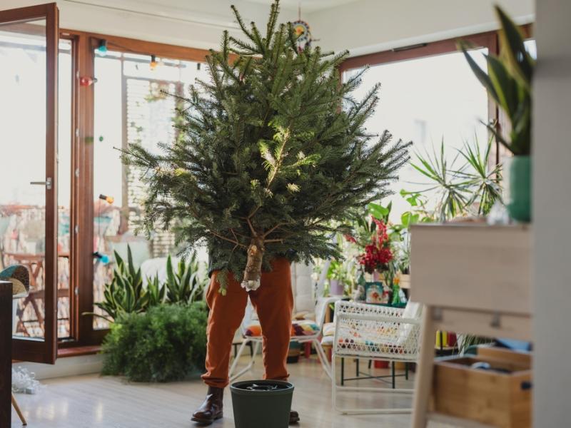 Tips For Keeping A Christmas Tree Beautiful Gardening Blooming Secrets