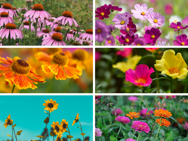 Easy To Care For And Low Maintenance Flowers Gardening Blooming Secrets