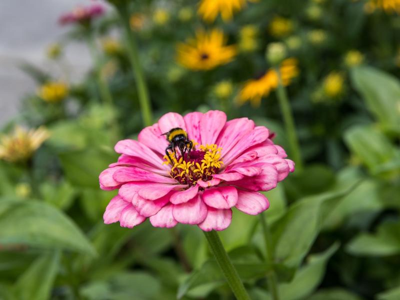 Best Flowers For Bees | Purple Flowers, Gardening | Blooming Secrets