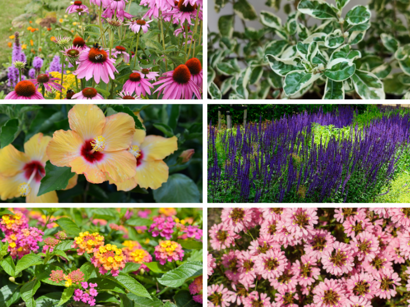 Plants That Can Beat The Heat | Flower, Shrub, Gardening | Blooming Secrets