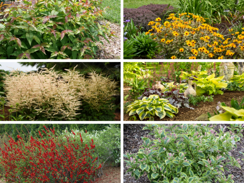 Best Plants For Clay Soil | Shrubs, Plants, Gardening | Blooming Secrets