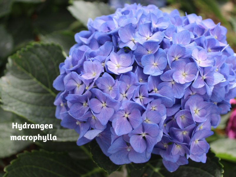 Six Types Of Hydrangeas | Flowers, Shrub, Gardening | Blooming Secrets